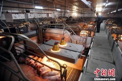 农业部:2017年我国猪肉质量安全检测合格率为99.8%