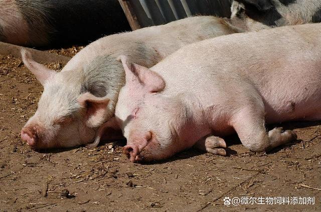 给猪降温切勿泼冷水,重庆提出多项养殖技术助力防旱减灾!