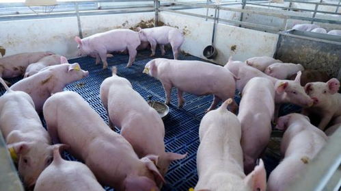 正在消失的中国猪油 为何不香了 常吃对身体有负面影响吗
