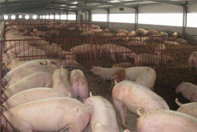大型养殖场未依法检疫的生猪行为?将会被罚款!