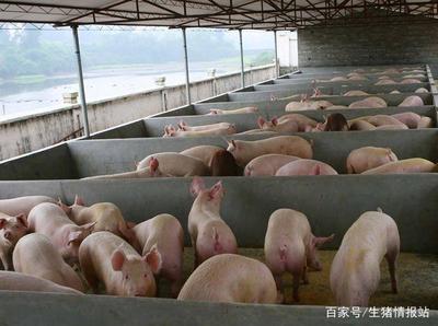 4月8日猪价:小幅震荡下跌,养殖户:东北猪价为何这么高?
