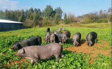 宣威市多措并举助推生猪产业健康发展