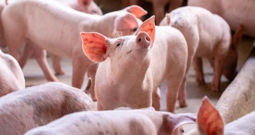 猪价涨破重要关口 生猪养殖全面盈利