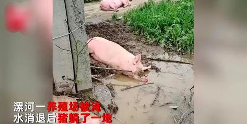 河南暴雨后,一养殖场猪躺了一地,主人 无一伤亡,全在睡觉