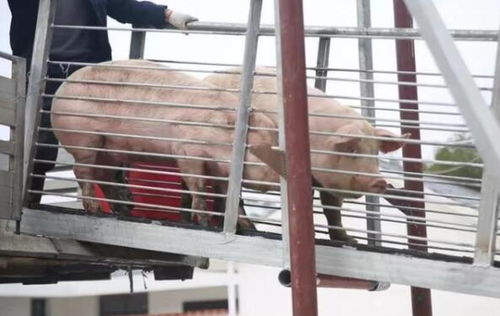 首批种猪进场 巴南首个现代化标准化规模生猪养殖场项目建成投产智能化养殖 努力实现零污染零排放